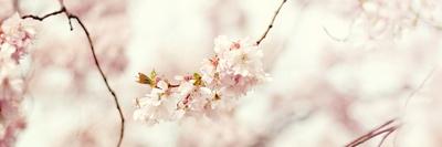 Cherry Blossom-Sarah Gardner-Art Print