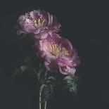 Dark Florals-Sarah Gardner-Photo
