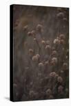 Opulent Nature - Flourish-Sarah Hart Morgan-Framed Stretched Canvas