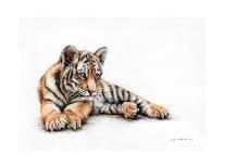 Tiger Cub Colour Pencil Drawing-Sarah Stribbling-Art Print