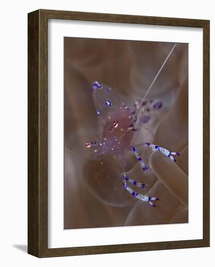 Sarasvati Anemone Shrimp in Anemone, Gorontalo, Sulawesi, Indonesia-null-Framed Photographic Print