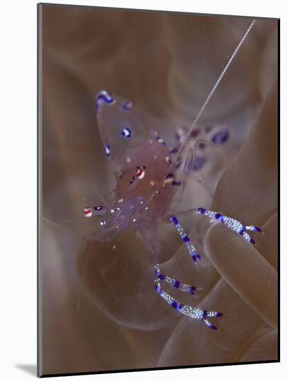 Sarasvati Anemone Shrimp in Anemone, Gorontalo, Sulawesi, Indonesia-null-Mounted Photographic Print