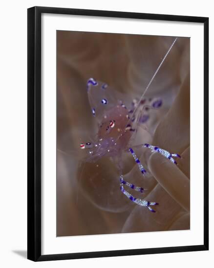 Sarasvati Anemone Shrimp in Anemone, Gorontalo, Sulawesi, Indonesia-null-Framed Photographic Print