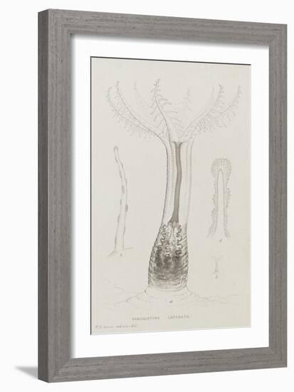 Sarcodictyon Catenata: Soft Coral-Philip Henry Gosse-Framed Giclee Print