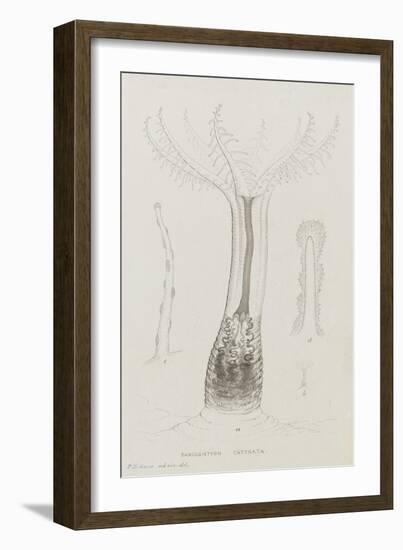 Sarcodictyon Catenata: Soft Coral-Philip Henry Gosse-Framed Giclee Print