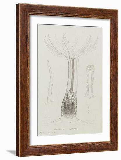 Sarcodictyon Catenata: Soft Coral-Philip Henry Gosse-Framed Giclee Print