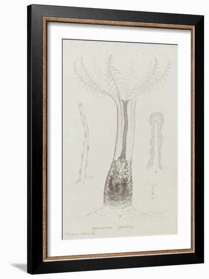 Sarcodictyon Catenata: Soft Coral-Philip Henry Gosse-Framed Giclee Print