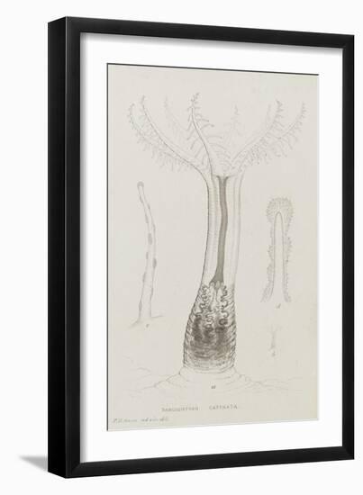 Sarcodictyon Catenata: Soft Coral-Philip Henry Gosse-Framed Giclee Print