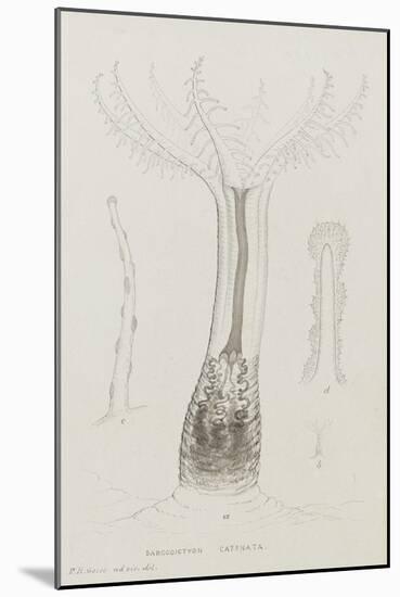 Sarcodictyon Catenata: Soft Coral-Philip Henry Gosse-Mounted Giclee Print