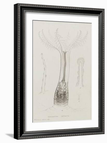 Sarcodictyon Catenata: Soft Coral-Philip Henry Gosse-Framed Giclee Print
