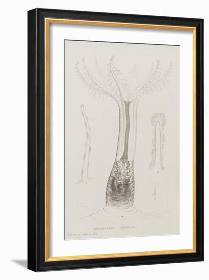 Sarcodictyon Catenata: Soft Coral-Philip Henry Gosse-Framed Giclee Print