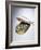 Sardine Can Inversion, 1997-Norman Hollands-Framed Photographic Print