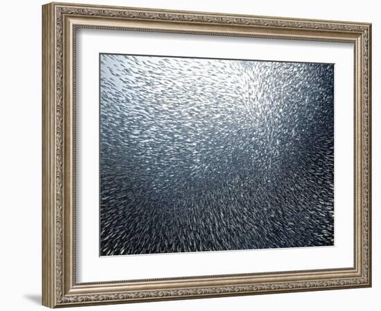 Sardines Firework-Henry Jager-Framed Giclee Print