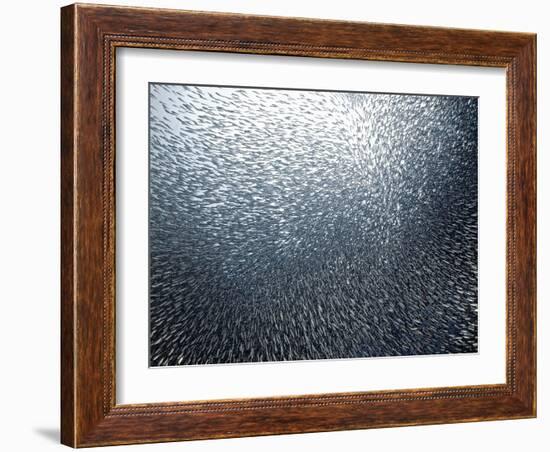 Sardines Firework-Henry Jager-Framed Giclee Print