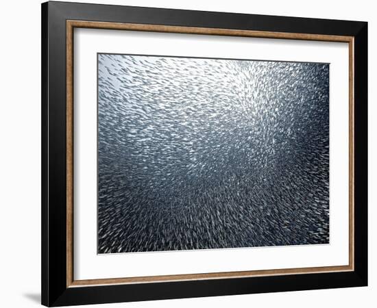 Sardines Firework-Henry Jager-Framed Giclee Print