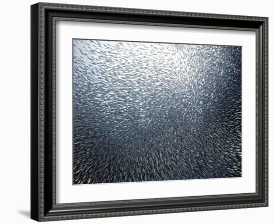 Sardines Firework-Henry Jager-Framed Giclee Print