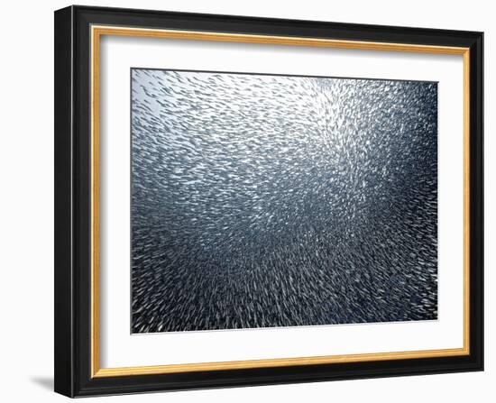 Sardines Firework-Henry Jager-Framed Giclee Print