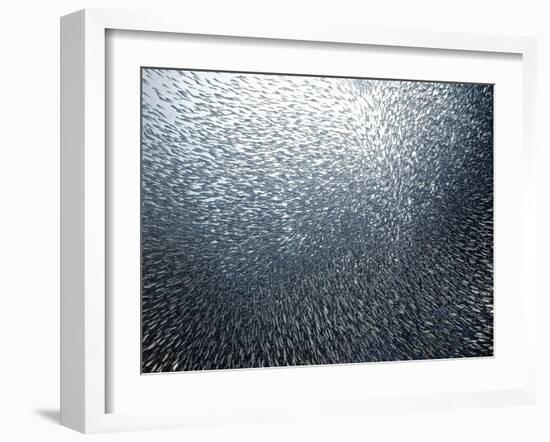 Sardines Firework-Henry Jager-Framed Giclee Print