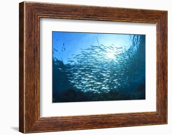 Sardines School in Ocean-Rich Carey-Framed Photographic Print