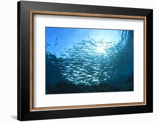 Sardines School in Ocean-Rich Carey-Framed Photographic Print