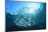 Sardines School in Ocean-Rich Carey-Mounted Photographic Print