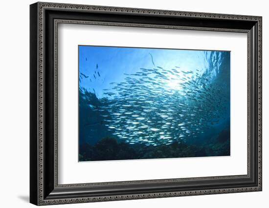 Sardines School in Ocean-Rich Carey-Framed Photographic Print