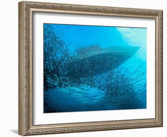 Sardines under the Boat-Henry Jager-Framed Photographic Print