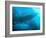 Sardines under the Boat-Henry Jager-Framed Photographic Print