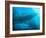 Sardines under the Boat-Henry Jager-Framed Photographic Print