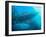 Sardines under the Boat-Henry Jager-Framed Photographic Print