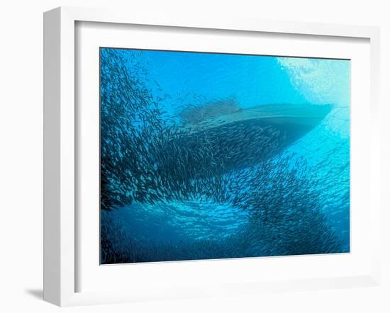 Sardines under the Boat-Henry Jager-Framed Photographic Print