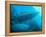 Sardines under the Boat-Henry Jager-Framed Premier Image Canvas