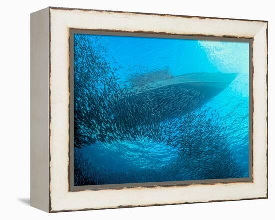 Sardines under the Boat-Henry Jager-Framed Premier Image Canvas