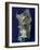 Sardinia, Satellite Image-PLANETOBSERVER-Framed Photographic Print