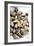 Sardinian Cockles-Veronique Leplat-Framed Photographic Print