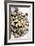 Sardinian Cockles-Veronique Leplat-Framed Photographic Print