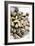 Sardinian Cockles-Veronique Leplat-Framed Photographic Print