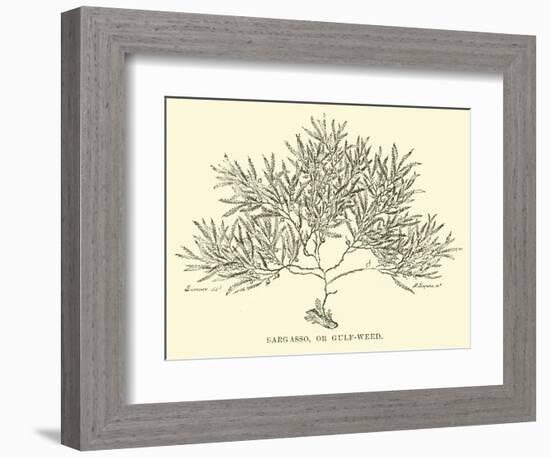 Sargasso, or Gulf-Weed-null-Framed Giclee Print