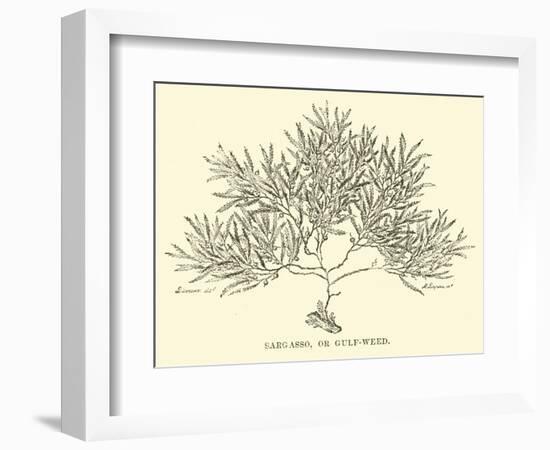 Sargasso, or Gulf-Weed-null-Framed Giclee Print