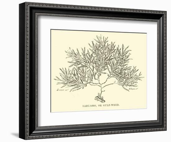 Sargasso, or Gulf-Weed-null-Framed Giclee Print