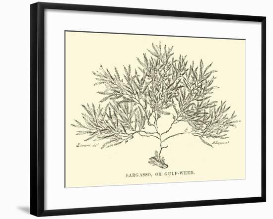 Sargasso, or Gulf-Weed-null-Framed Giclee Print