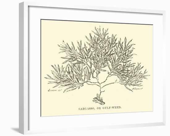 Sargasso, or Gulf-Weed-null-Framed Giclee Print