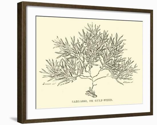 Sargasso, or Gulf-Weed-null-Framed Giclee Print