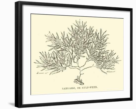 Sargasso, or Gulf-Weed-null-Framed Giclee Print