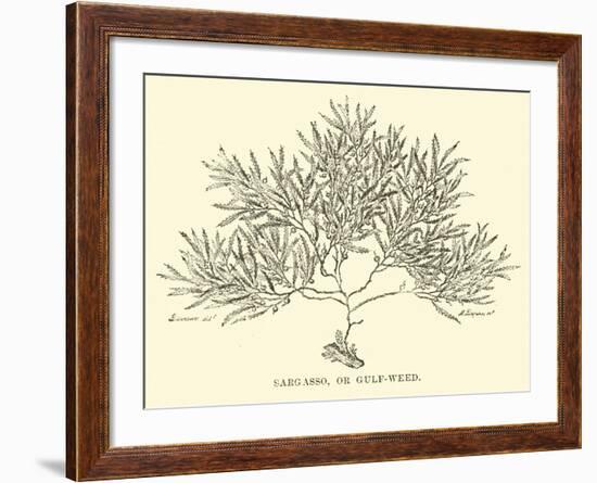 Sargasso, or Gulf-Weed-null-Framed Giclee Print