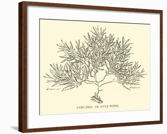 Sargasso, or Gulf-Weed-null-Framed Giclee Print