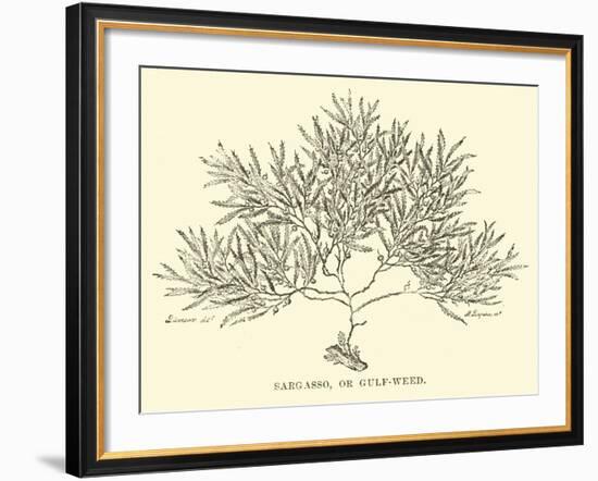 Sargasso, or Gulf-Weed-null-Framed Giclee Print