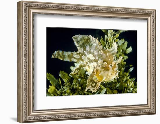 Sargassum fish (Histiro histiro) at the  sea surface with  floating sargassum weed.  Hawaii-David Fleetham-Framed Photographic Print