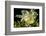 Sargassum fish (Histiro histiro) at the  sea surface with  floating sargassum weed.  Hawaii-David Fleetham-Framed Photographic Print