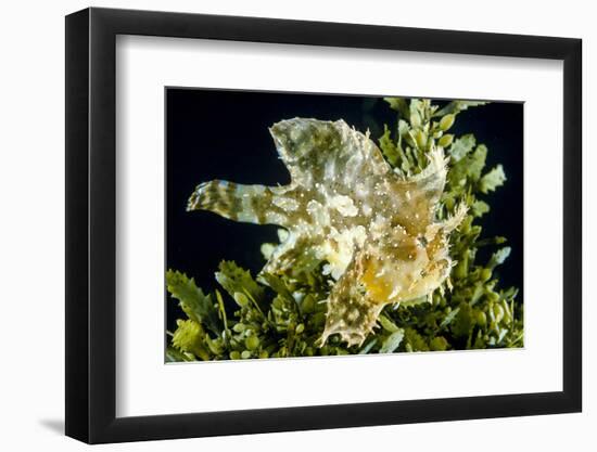 Sargassum fish (Histiro histiro) at the  sea surface with  floating sargassum weed.  Hawaii-David Fleetham-Framed Photographic Print